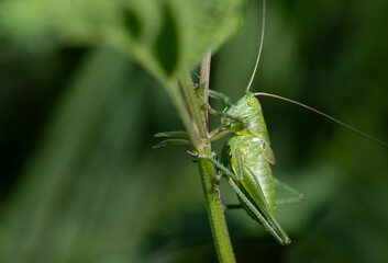 Close-up of a green grasshopper (Tettigonia viridissima), a large green grasshopper, sitting and hiding on the stem of a leaf. The animal is well camouflaged.
