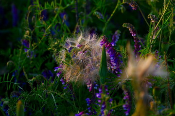colorful dandelion