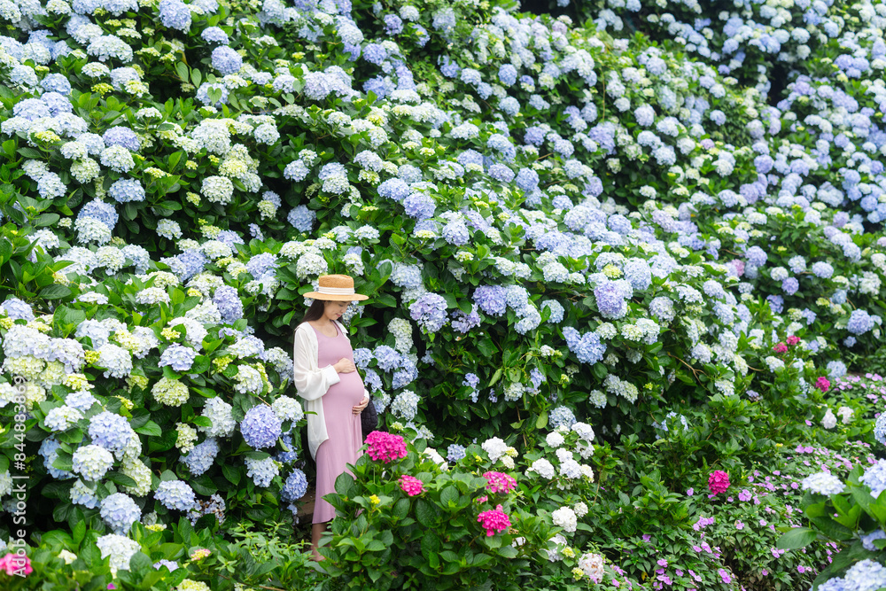 Sticker Pregnant woman look at her tummy in hydrangea farm