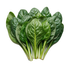 Obraz premium spinach