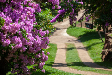 Obraz premium path in the garden