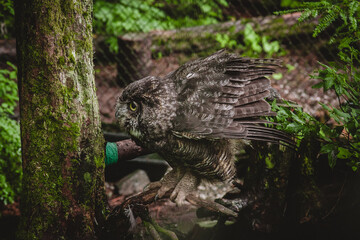 Alaskan Owl Sanctuary in the Wild
