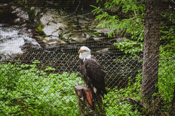 Alaskan Bald Eagle Perched in Sanctuary