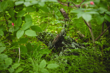 Mossy Forest Floor in Alaskan Wilderness