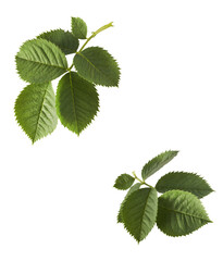 Beautiful green English rose leaves falling in the air isolated on white background.