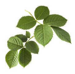 Beautiful green English rose leaves falling in the air isolated on white background.