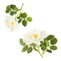 Fototapeta premium Beautiful white English rose falling in the air isolated on white background.