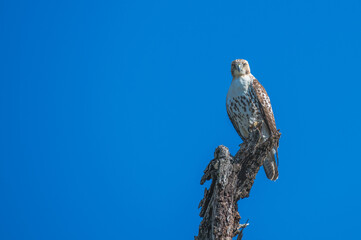Red tailed hawk.