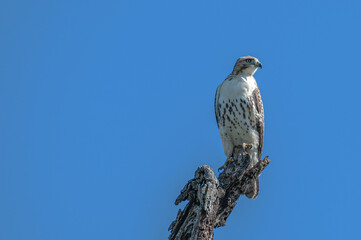 Red tailed hawk.