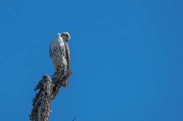 Red tailed hawk.