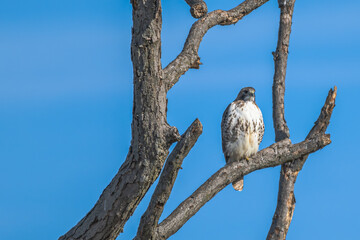 Red-tailed hawk.