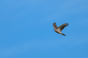 Obraz premium Cooper's hawk.