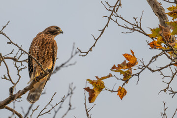 Red-shouldered hawk.