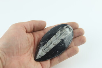 Orthoceras fossils in a hand. Invertebrate that belongs to the Phylum Mollusca.