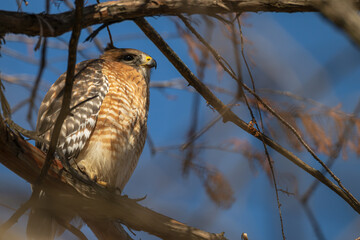 Red-shouldered hawk.