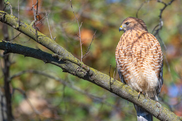 Closeup of a red-shouldered hawk.