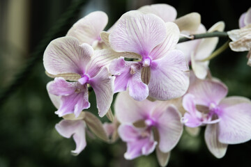 pink orchid flower