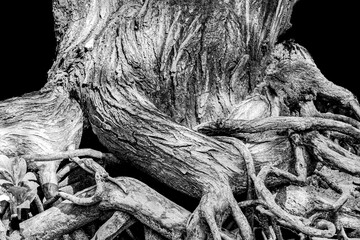 Roots in black and white. During hiking on Cousine Island, The Seychelles  I saw these roots. Mangrove forest.