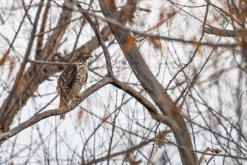 Closeup of a red-tailed hawk.