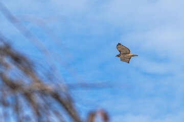 Red-tailed hawk.