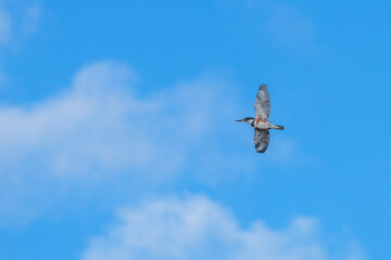 Closeup of a female belted kingfisher.
