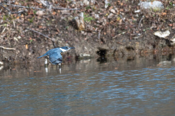 Closeup of a female belted kingfisher.