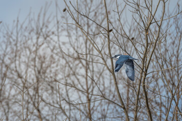 Closeup of a female belted kingfisher.
