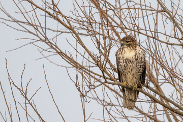 Red tailed hawk.