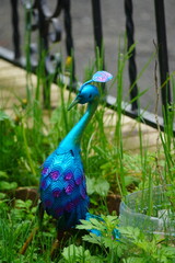 peacock in the park