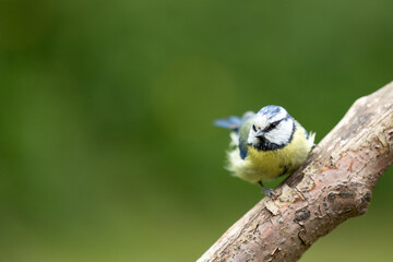 Adult Blue Tit (Cyanistes caeruleus) on as windy day in Summer, perched on a branch in a green back garden.