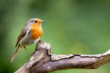 European Robin (Erithacus rubecula) in summer. Perched on a branch with a natural green foliage background. UK