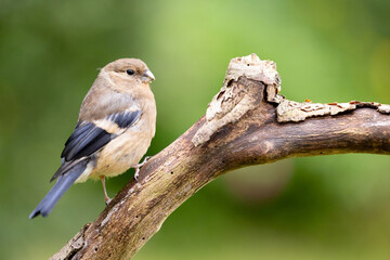 Side view of a young Juvenile Eurasian Bullfinch (Pyrrhula pyrrhula) perched on a branch with a green foliage background.