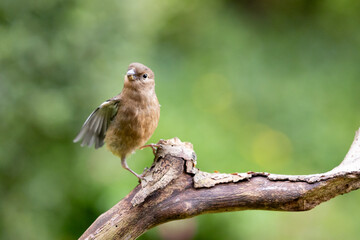 A single young Juvenile Eurasian Bullfinch (Pyrrhula pyrrhula) with one wing open as it clumsily lands on a branch.