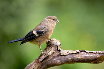 Young Juvenile Eurasian Bullfinch (Pyrrhula pyrrhula) perched on a branch with a dappled green foliage background.