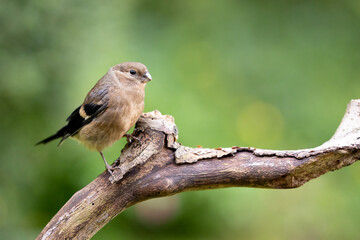 Fototapeta premium A cute juvenile Eurasian Bullfinch (Pyrrhula pyrrhula) perched on a branch with a dappled yellow and green foliage background.