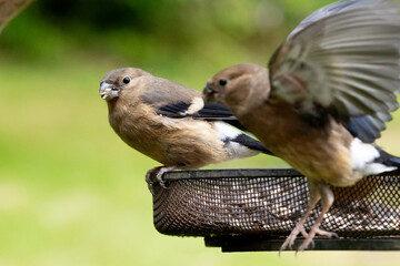 Two Young Juvenile Eurasian Bullfinches (Pyrrhula pyrrhula) eating seeds from a feeding tray in a...