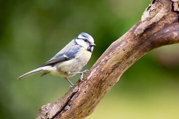 Blue Tit (Cyanistes caeruleus) perched on a thick branch in Summer - Yorkshire, UK 