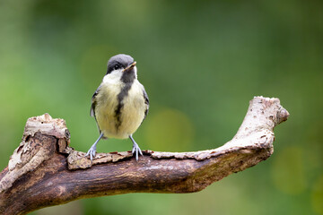 Young Great Tit (Parus Major) posing on a branch in British back garden in Summer. UK. Green background.