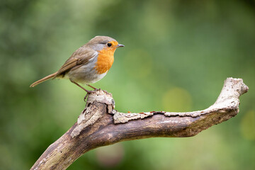 European Robin (Erithacus rubecula) in summer. Perched on a branch with a natural green foliage background. UK