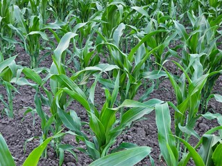 corn field in spring