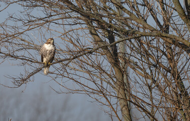 Red-tailed hawk.