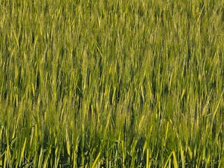 wheat field