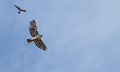 American kestrel chasing a red-tailed hawk.