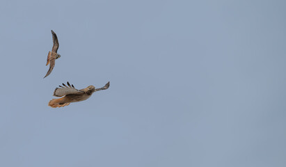 Red-tailed hawk in flight.