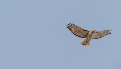 Red-tailed hawk in flight.
