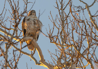 Red-tailed hawk.
