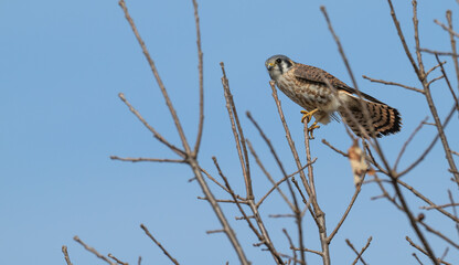 American kestrel perched in a tree.