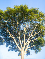 Special background with nature scenery, tree, flowers, flowers