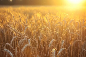 Warm sunlight bathes a ripe wheat field, highlighting the golden hues of the crops