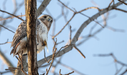 Red-tailed hawk.